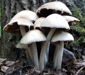 DSCF8419.JPG
