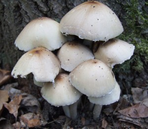 DSCF8421.JPG
