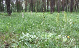 DSCF9555.JPG
