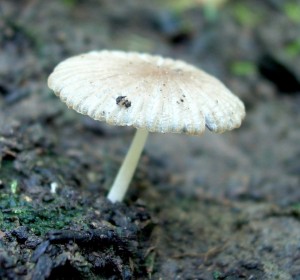 DSCN0212.JPG