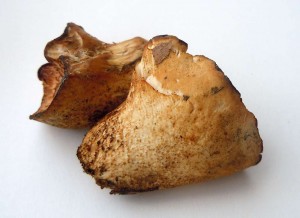 DSCN0691.jpg