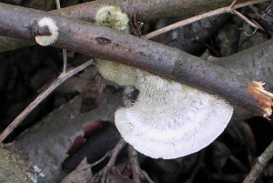 DSCN0926uz.jpg