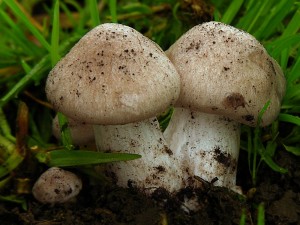 DSCN1053.jpg