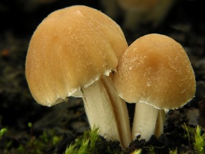 DSCN1286.jpg