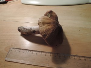 DSCN1336.JPG
