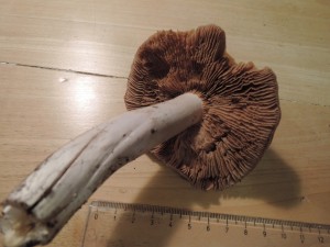 DSCN1337.JPG
