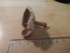 DSCN1342.JPG