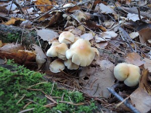 DSCN1345.JPG