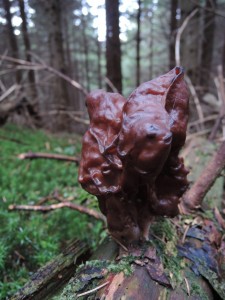 DSCN1371.JPG