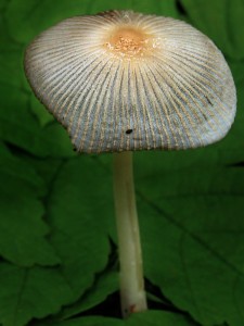 DSCN1400.jpg