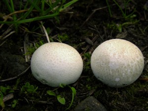 DSCN1454.jpg