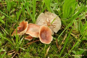 DSCN1461L.jpg