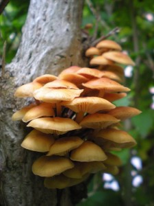 DSCN1511.JPG
