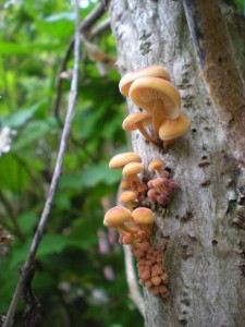 DSCN1517.JPG