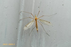 DSCN1578L.jpg