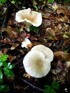 DSCN1629.jpg