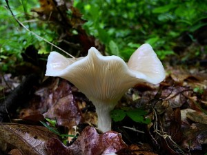 DSCN1630.JPG