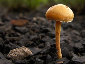 DSCN1825.jpg