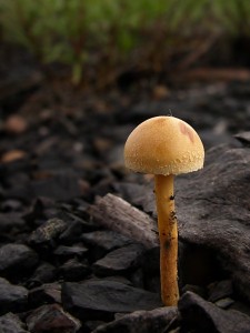 DSCN1827.jpg