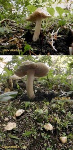 DSCN1862L4.jpg