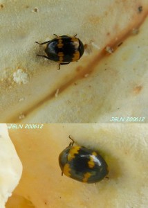 DSCN2367L5.jpg