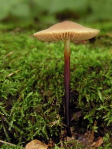 DSCN2473.jpg