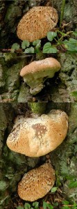 DSCN2567L.jpg
