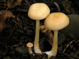 DSCN3004.jpg