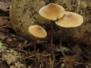 DSCN3009.jpg
