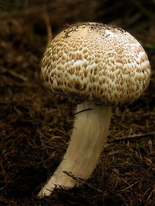DSCN3108.jpg