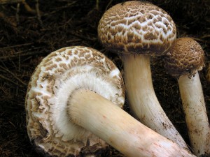 DSCN3115.jpg