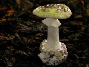 DSCN3119.jpg