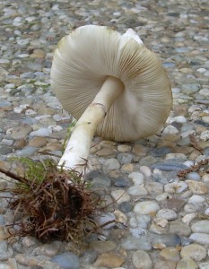 DSCN3208.JPG