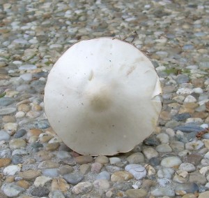 DSCN3211.JPG