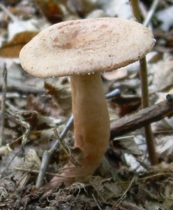 DSCN3233.JPG