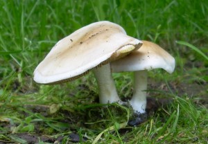 DSCN3241.JPG
