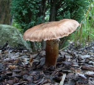 DSCN3274.JPG