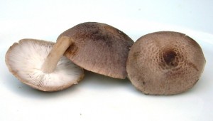 DSCN3304.JPG