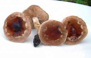 DSCN3305.JPG