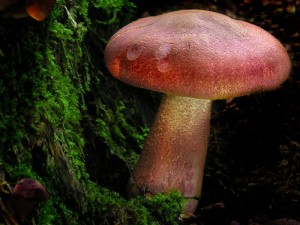 DSCN3371.jpg