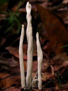 DSCN3409.jpg