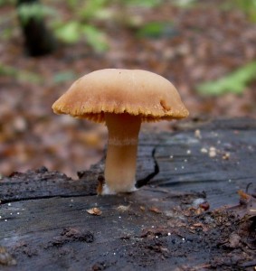 DSCN3499.JPG