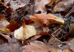 DSCN3520.JPG