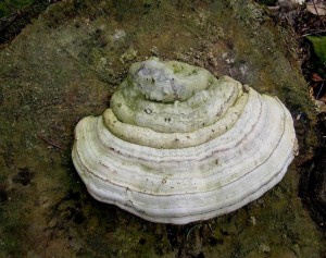 DSCN3579.JPG