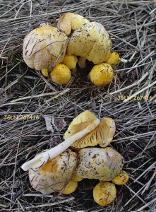 DSCN3580L7.jpg