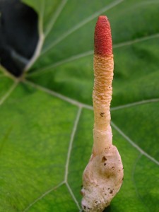 DSCN3688.jpg