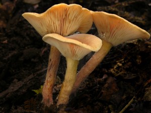 DSCN3806.jpg