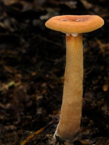 DSCN3808.jpg