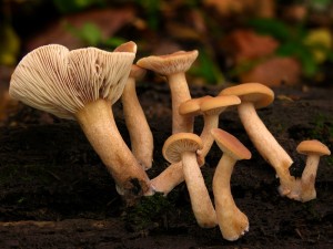 DSCN3815.jpg