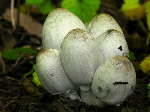 DSCN3873.jpg